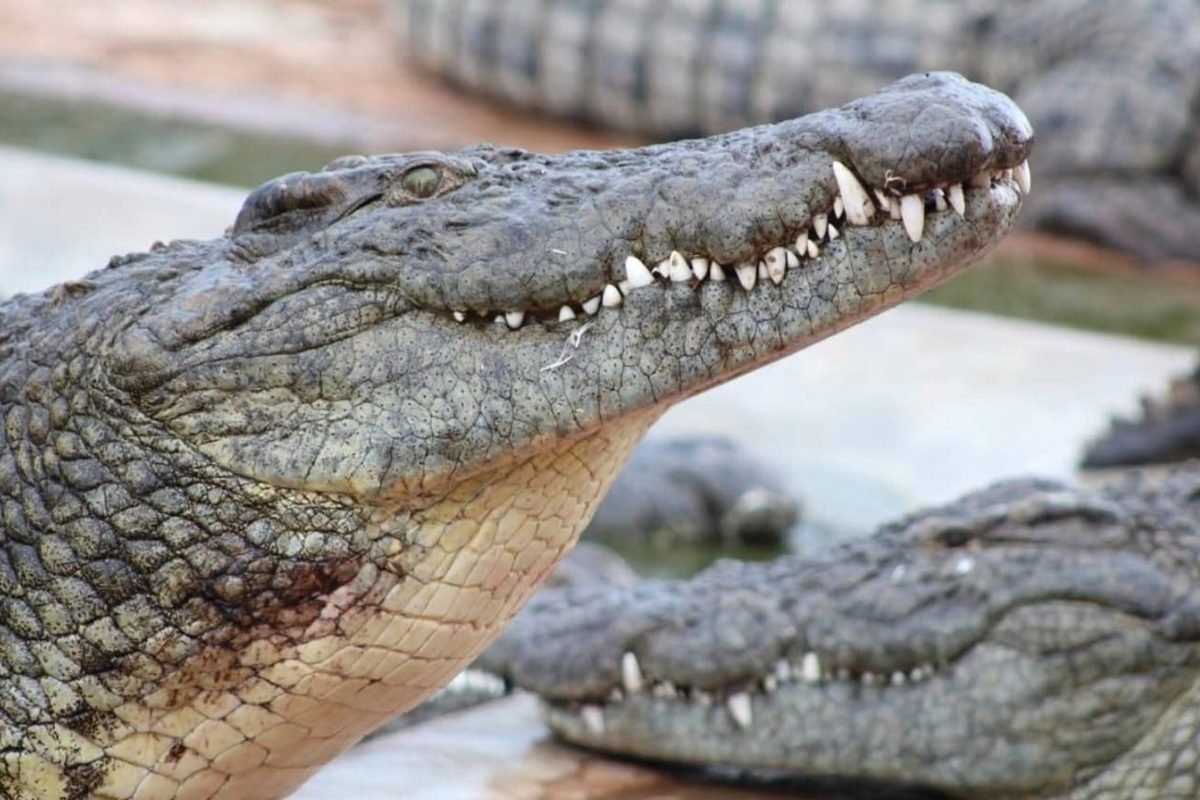 Thaba Kwena Crocodile Farm
